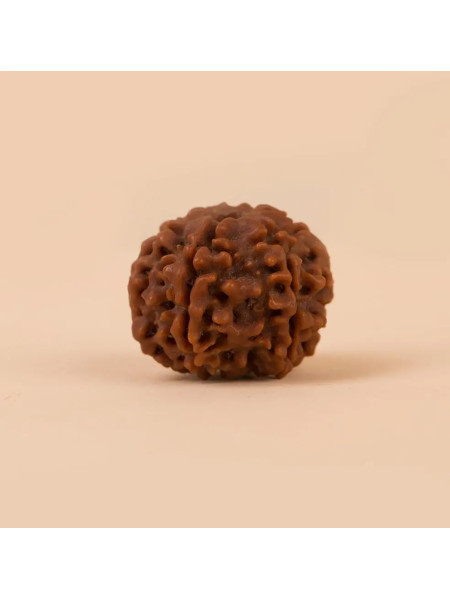 Рудракши Иша Шанмукхи (шестиликая), для детей до 14 лет, Иша Лайф; Isha Shanmukhi (six faced) Rudraksha Bead, single bead for children below 14 years of age, Isha Life