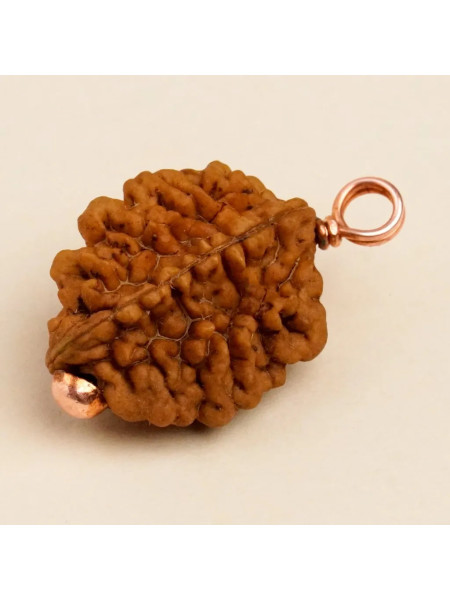 Рудракша Иша Двимукхи, Иша Лайф; Authentic Isha Dwimukhi Rudraksha bead, Isha Life